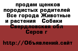 продам щенков породистых родителей - Все города Животные и растения » Собаки   . Свердловская обл.,Серов г.